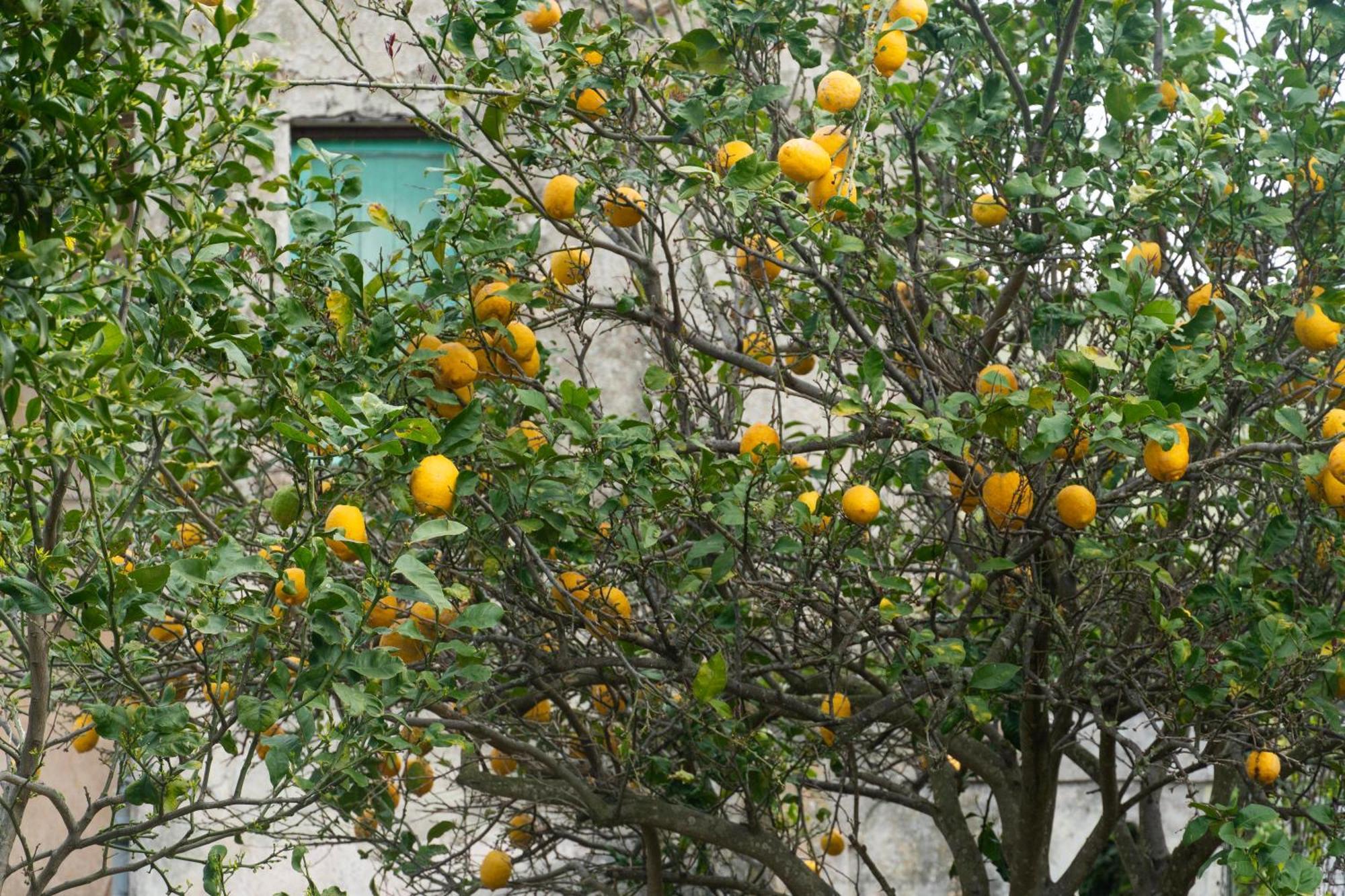 Apartamento La Terrazza Sul Giardino Procida Exterior foto